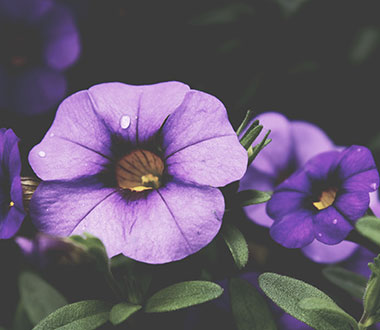 呼死你免费试用在线